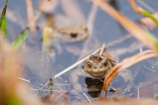 Lausanne va restaurer l'étang du Bourget afin de le rendre plus propice aux amphibiens notamment (photo d'illustration). KEYSTONE/DPA/NICOLAS ARMER